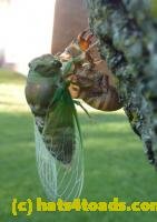 /home//u458753944/public_html/sourcegallery///////////Insects and small critters/aphids cicadas lanternflies and true bugs (Hemiptera)/P1030060.JPG